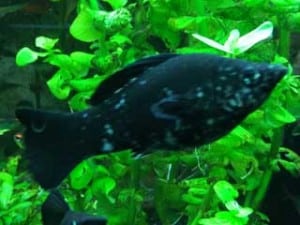 Aquarium Fische Black Molly
