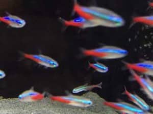 Aquarium Fische Roter Neon