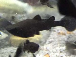 Aquarium-Nachwuchs Black Molly