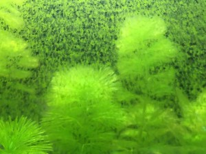 Algen-Arten im Aquarium