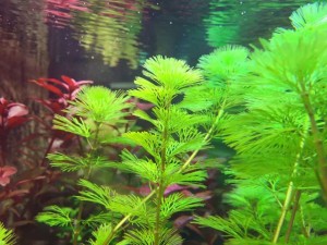 Aquarium-Pflanzen Hintergrund