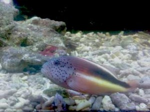 Süßwasser Meerwasseraquarium Unterschiede Fisch