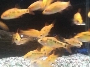 Aquarium-Fische: Grundlagen der artgerechten Haltung