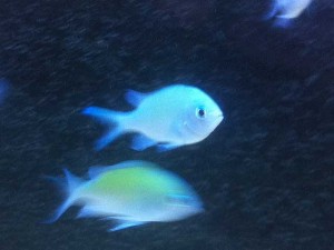 Aquarium-Fische kaufen: Quarantäne-Becken