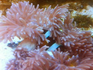 Salzwasseraquarium 7 Tipps Anfänger
