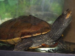 Wasserschildkröten-Aquarium Fragen und Antworten