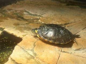Ein muss im Wasserschildkröten-Aquarium: Der Platz zum trocknen