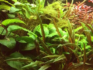 CO2 Anlage Aquarium Pflanzenwachstum