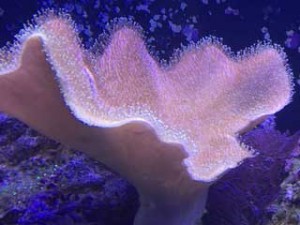 Meerwasseraquarium Komplettset Koralle Rosa