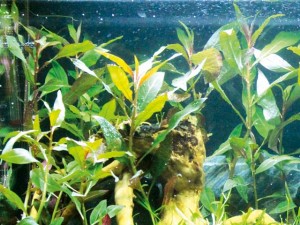Welche aquarium pflanzen wachsen auf wurzeln?
