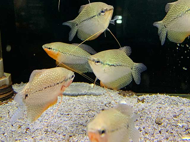 Fadenfische Aquarium